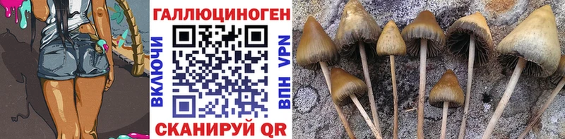 Галлюциногенные грибы Psilocybine cubensis  Пикалёво 